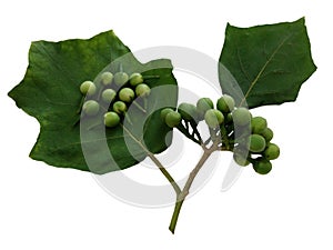 Turkey Berry, Solanum torvum, Pea eggplant bunch and green leaves