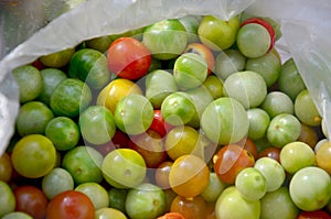 Turkey berry or Solanum torvum and small eggplant and small tomato for cooking