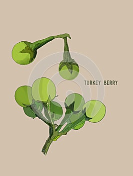 Turkey berry Solanum torvum vector.