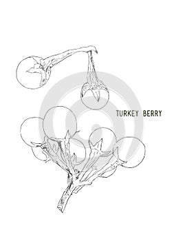 Turkey berry Solanum torvum .