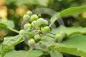 Turkey berry tree