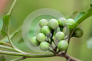 Turkey Berry, green background