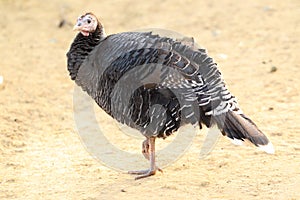 Turkey bird