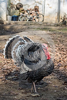 Turkey bird in the back yard