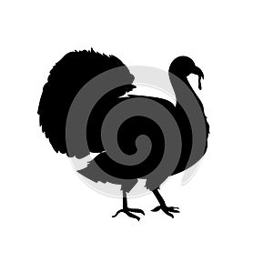 Turkey bird chicken silhouette vector