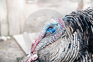 Turkey bird close-up portrait. Detailed portrait of the bird`s head