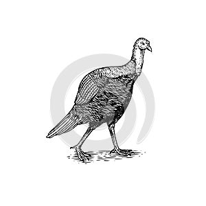 Turkey bird. Hand drawn hen. Engraved Farm animal. Old monochrome sketch. Domestic poultry. Retro template.