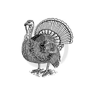 Turkey bird. Hand drawn hen. Engraved Farm animal. Old monochrome sketch. Domestic poultry. Retro template.