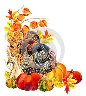 Turkey bird with harvest.