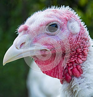 Turkey bird head close up
