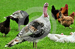 Turkey bird with hen