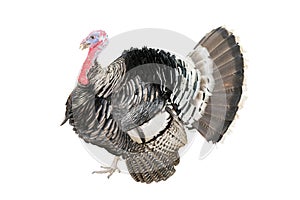 The Turkey bird isolate on white background