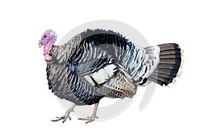 The Turkey bird isolate on white background