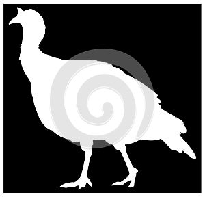 Turkey - bird silhouette