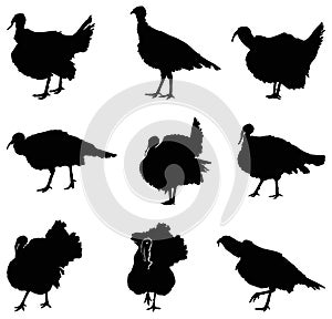 Turkey bird silhouette - large farm bird