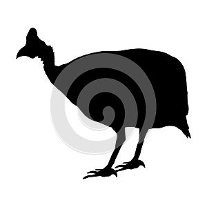 Turkey bird vector illustration silhouette