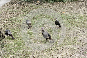 Turkey birds invade my property photo