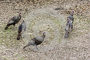 Turkey birds invade private property photo
