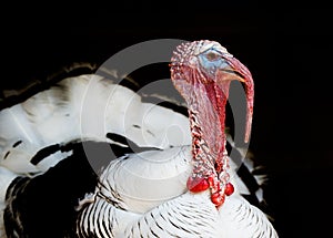 Turkey on a black background