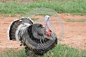 Turkey breed American Bronze