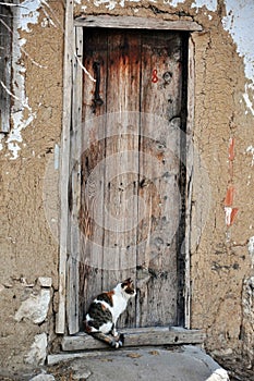 In turkey brown old craftmanship door and cat photo