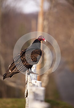 Turkey Buzzard