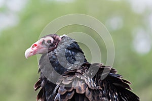 Turkey Buzzard