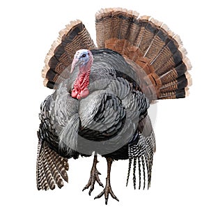 Turkey chicken hand draw vector.