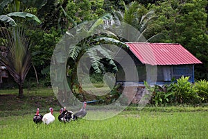 Turkey or chicken in rice field and agriculture background