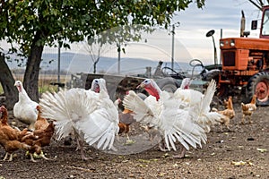 Turkey And Chickens In Yard photo