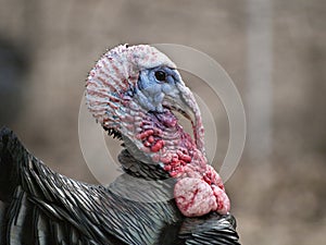 Turkey close-up