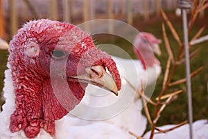 Turkey closeup