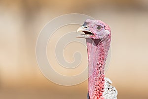 Turkey clTurkey close-up head, on a beautiful beige background.ose-up head