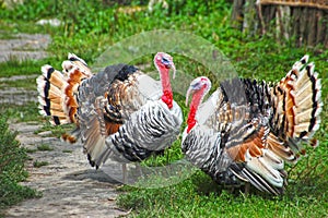 Turkey on yard