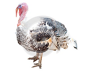 Turkey-cock over white photo