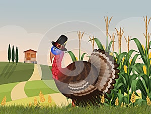 Turkey in corn fields on Thanksgiving