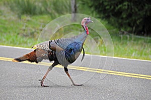 Turkey crossing a street