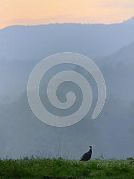 Turkey at Dawn