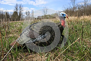 Turkey Decoy in Field for Turkey Hunting photo