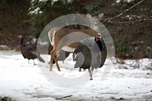 Turkey with Deer