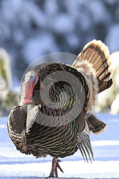 Turkey displaying during breeding season