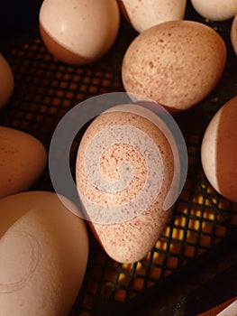 Turkey eggs in incubator