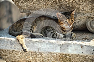 Turkey, Ephesus, a cat (Felis catus) in ruins of the ancient rom