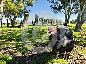 A Turkey in the farm.