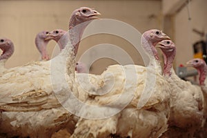 Turkey on a farm , breeding turkeys.