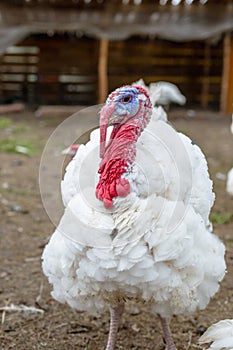 Turkey on a farm , breeding turkeys.
