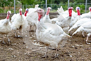 Turkey on a farm , breeding turkeys.