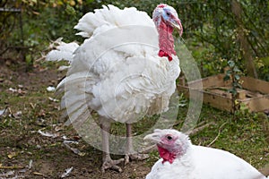 Turkey on a farm , breeding turkeys.