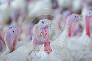 Turkey on a farm , breeding turkeys. Turkey on the whit photo