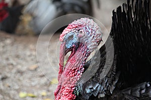 Turkey on the farm